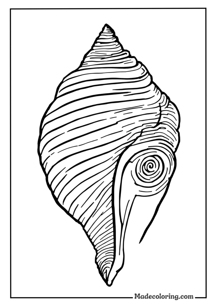 Beach Shell Collection coloring pages